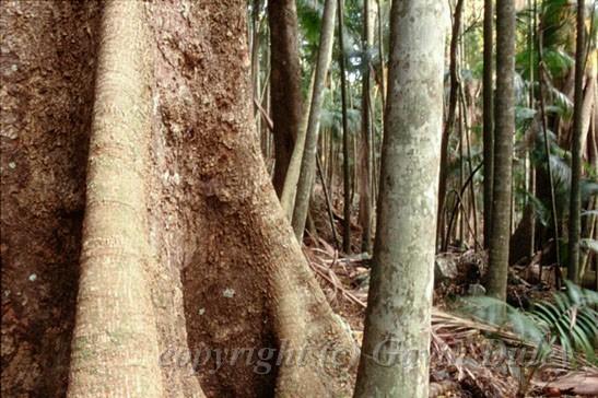 Rainforest, Mount Tambourine, Queensland III.jpg